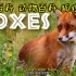 小朋友喜欢的动物百科 双语科普 狐狸 Foxes Facts