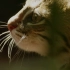 丛林里的小可爱  BBC记录片《大猫》片段 锈斑豹猫