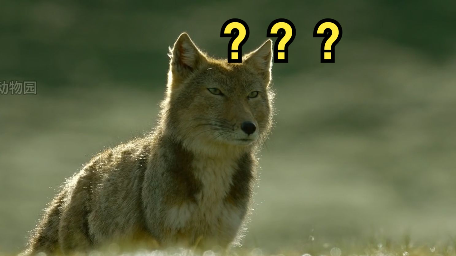 藏狐因脸蛋太方而被称为老脸蛋？