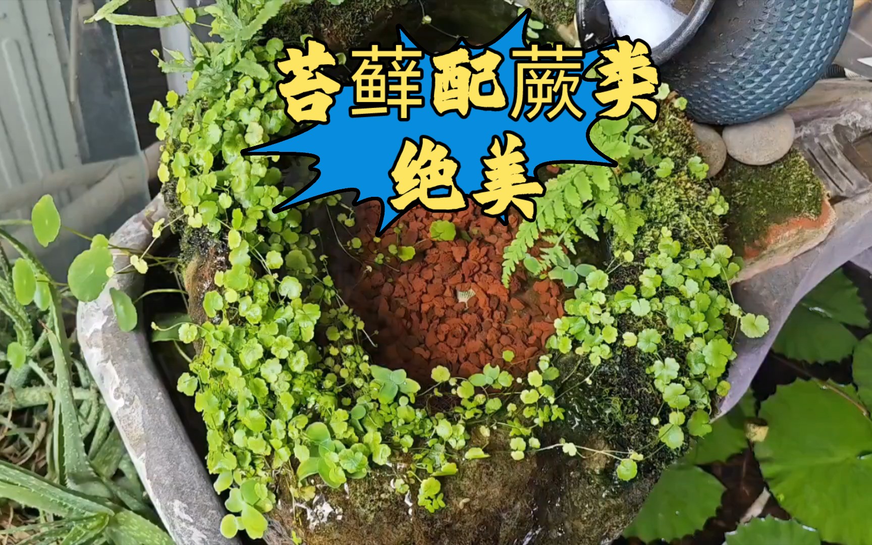 鱼缸苔藓，再配上蕨类，这景绝美