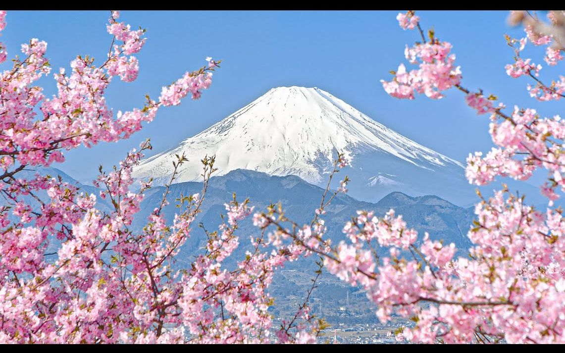 BMPCC6K 初春 富士山 河津樱 Mt. Fuji and Cherry Blossoms in February