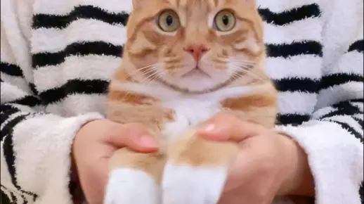 一下子bang出两只小猫咪