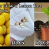 到如何从一颗小种子中种植一棵柠檬树