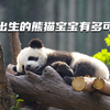 刚出生的熊猫宝宝有多可爱