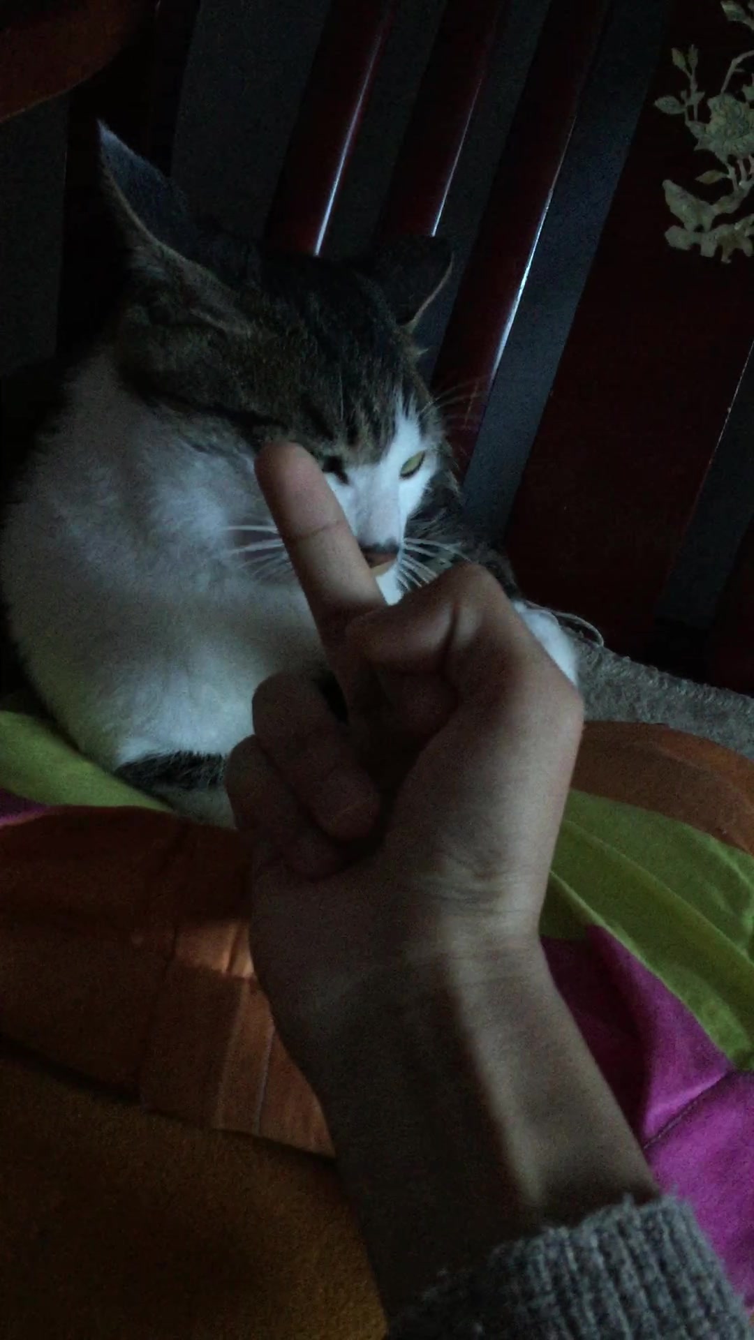 如果对着猫咪竖中指会怎么样