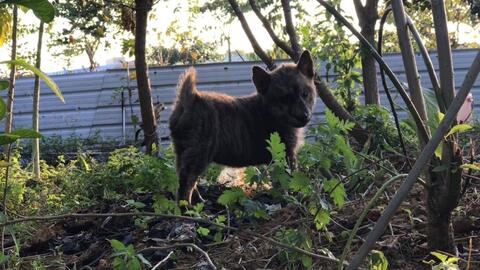 立耳土狗好吗 e1b662d54b07963f15a3d78b5c91f5a0a19d5e3f.jpg@480w_270h_1c