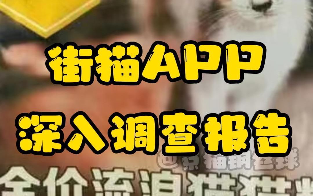 街猫app深入调查报告