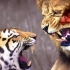 土耳其“虎杀狮”事件，老虎是否都能秒杀狮子？这只老虎有多强？