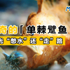 揭秘“懒懒”的单棘躄鱼！🐟 | 秒懂海洋