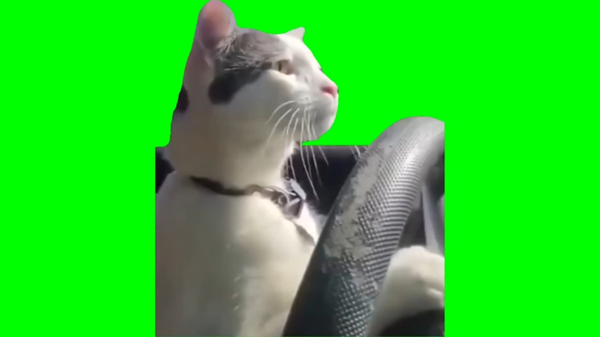 【高清】开车猫猫meme绿幕素材30秒