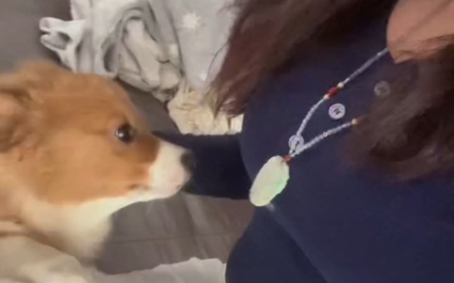 My friend's corgi brother is so cute