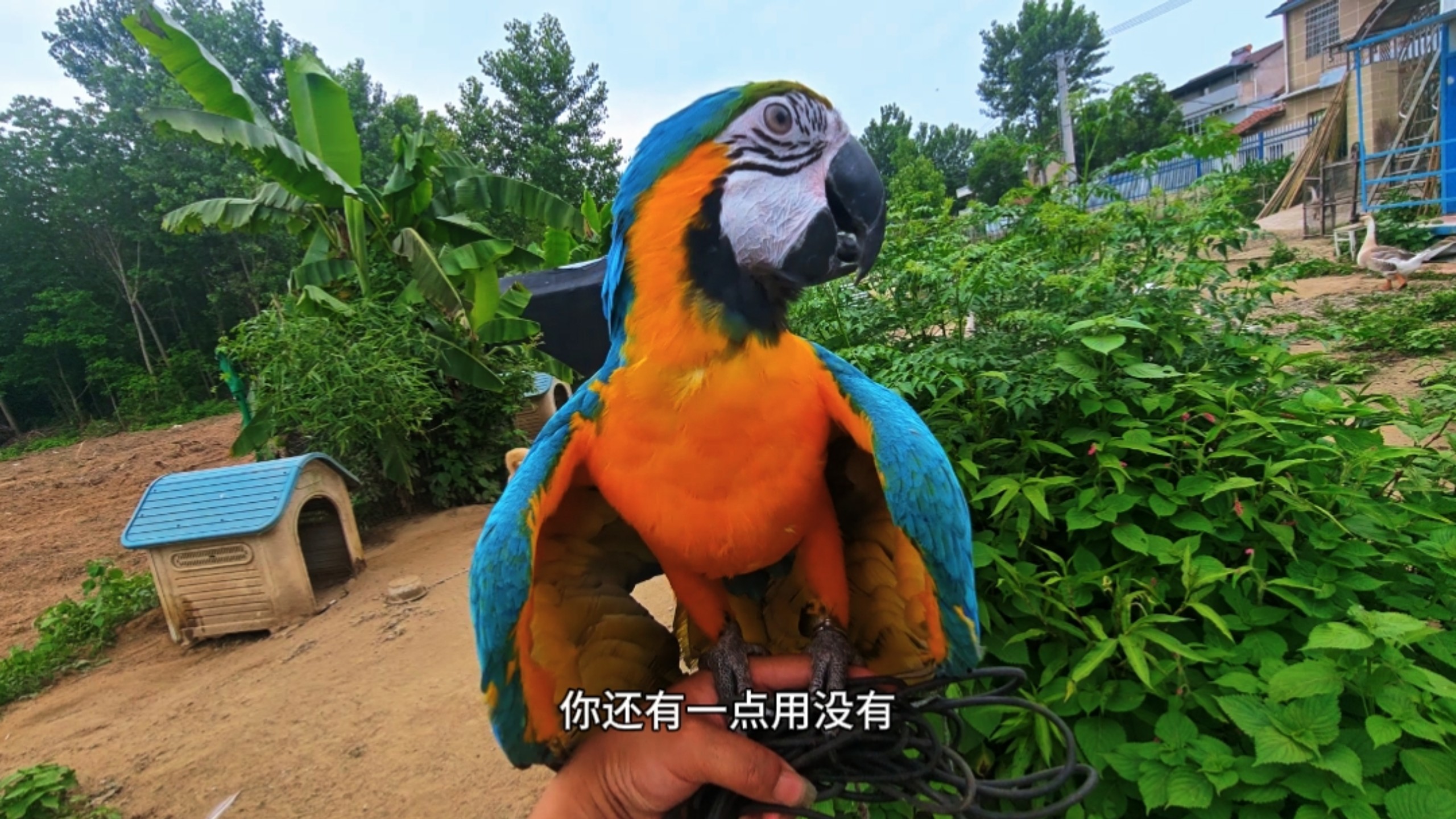 恐高、肥胖、鼻炎，这金刚鹦鹉毛病太多了，飞了几米累了个半死！