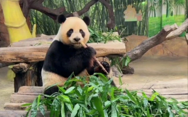 （库存）一些大熊猫帅帅的直播合集
