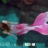 水下摄影短片-美人鱼Amy-2