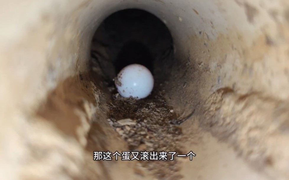下水管里面发现一个蛋，看看能不能孵化吧！