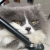 【养宠小知识】关于给猫猫剃毛这件事