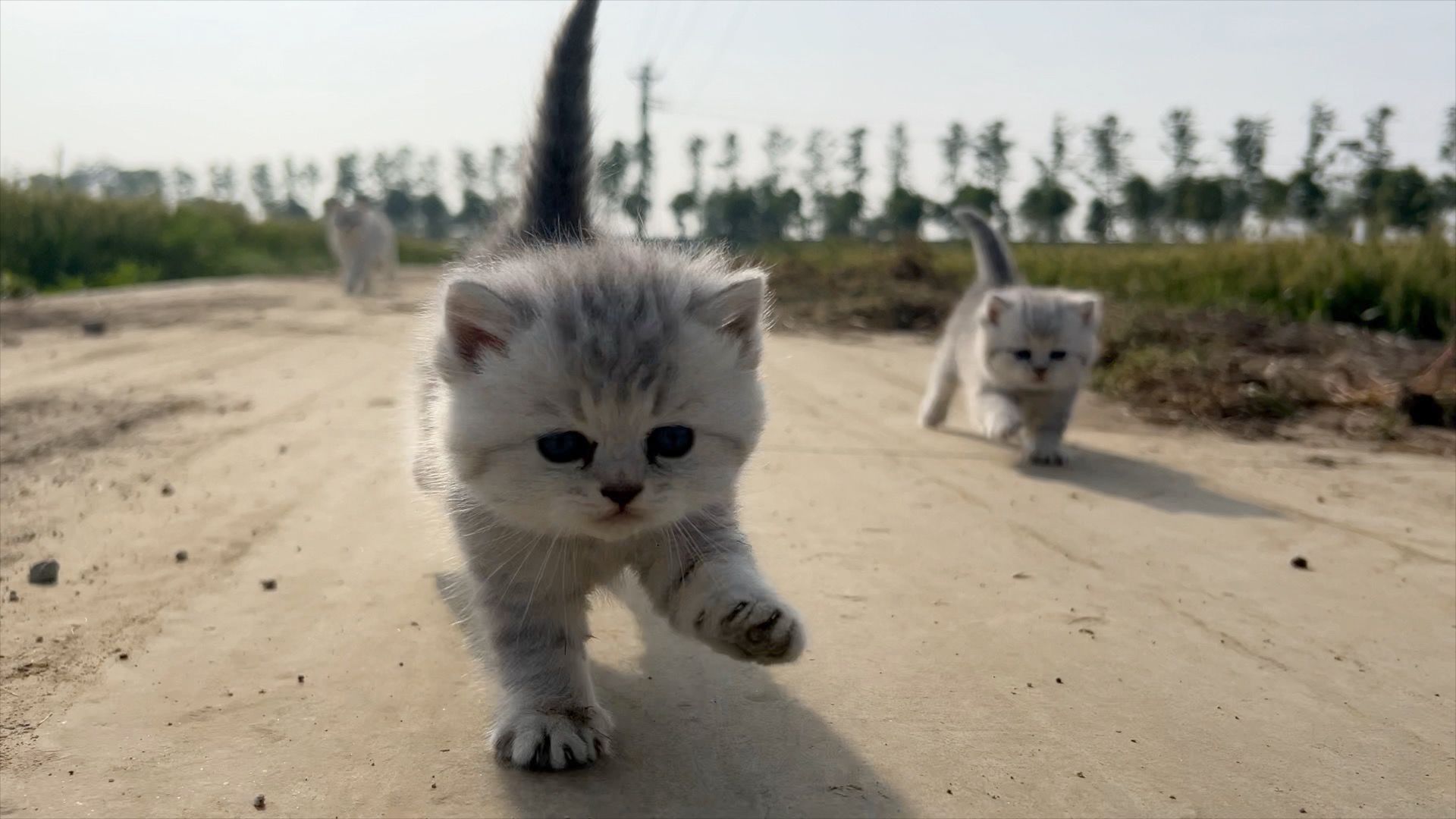 四只小猫疯狂奔跑，犹如猛虎下山！！猫妈妈拦都拦不住！！