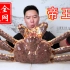 15斤重全网最大帝王蟹，可遇不可求，吃一根腿就饱了