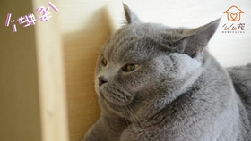 e2727064a2aebfc56dee886b969635eb74c0ebe9.jpg@280w_158h_1c_100q.jpg