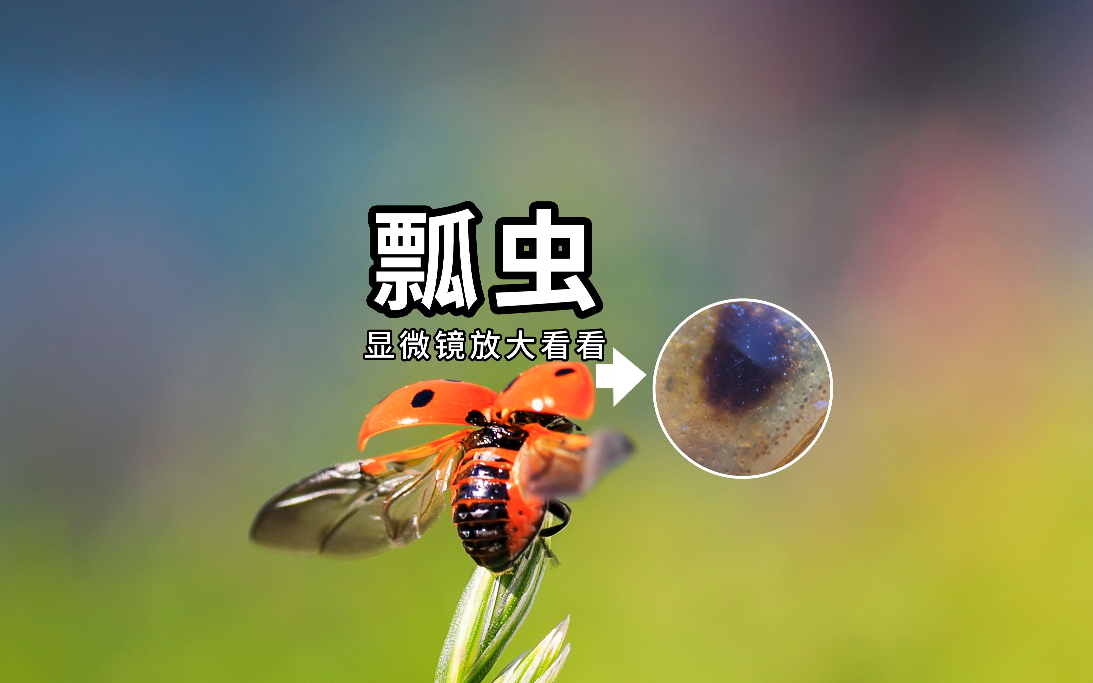 【开智宝科普46】瓢虫是益虫还是害虫？（翅膀篇）