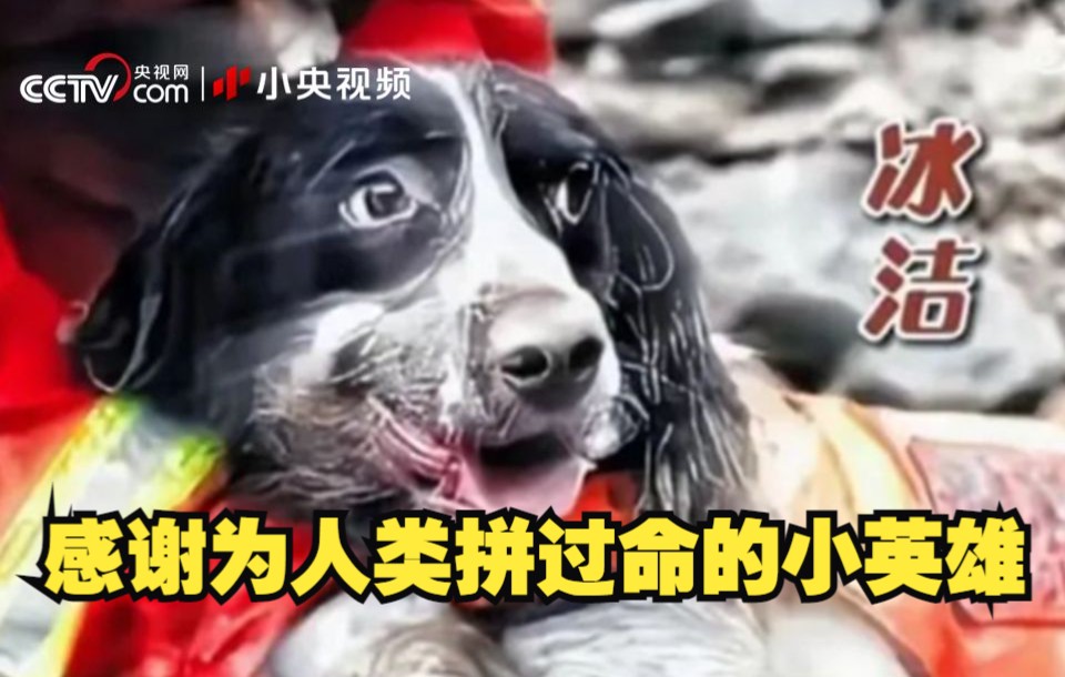 67只汶川地震搜救犬已全部离世