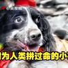 67只汶川地震搜救犬已全部离世