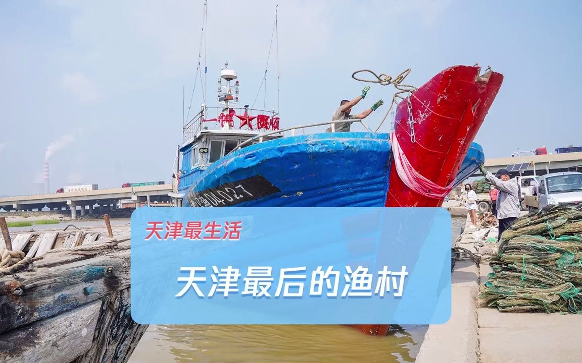 天津最后的渔村，海鲜刚上岸，就被一抢而空。
