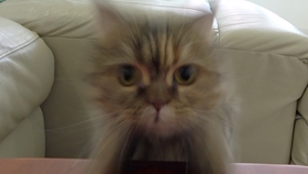 e2b1e3c33b3475e81d1a9cff04b57c7f21dd18f7.jpg@280w_158h_1c_100q.jpg