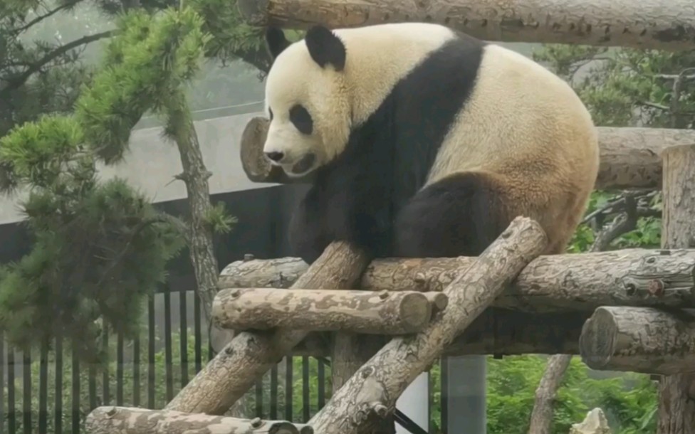 〔大熊猫〕虎虎等中饭的样子像不像你们有事坐不住?因为网站后台原因弹幕和评论可能需要隔天刷视频才可以发布成功哔哩哔哩 (゜゜)つロ 干杯~bilibili