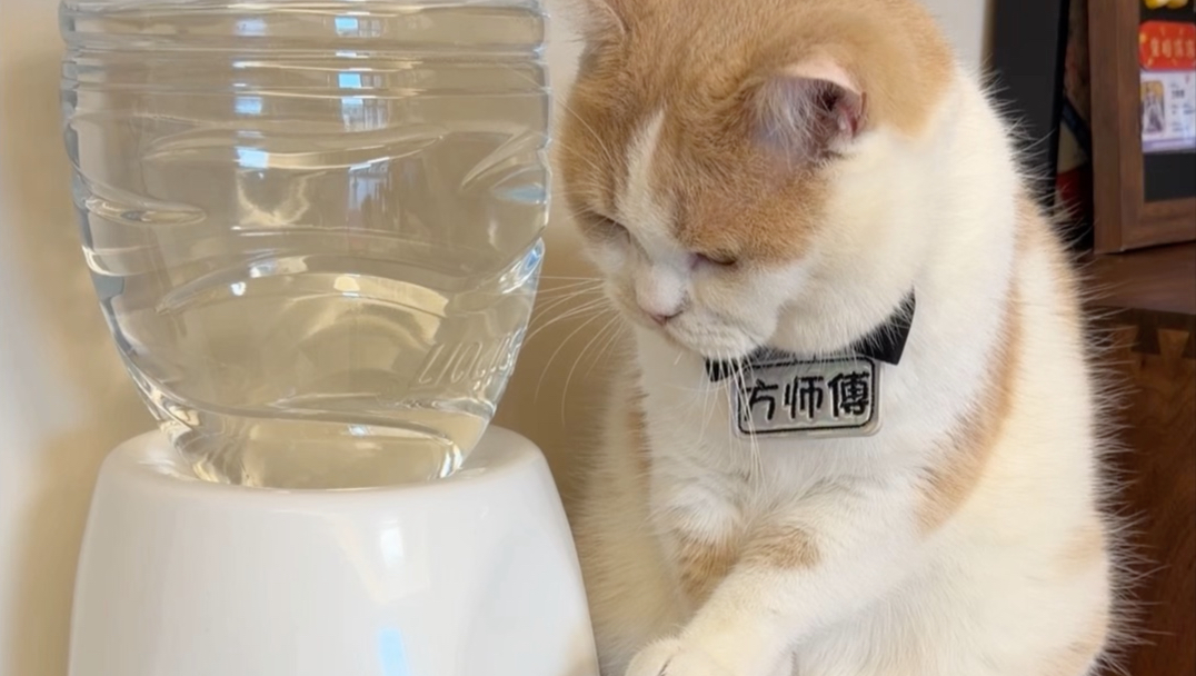 人类为难一只猫都快四个月了！