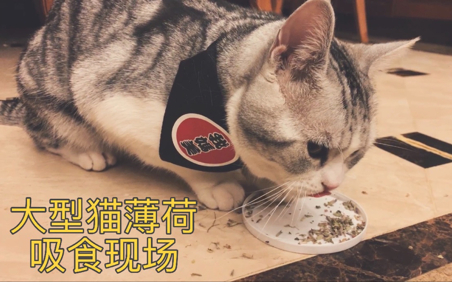 猫薄荷究竟有什么奇效?让主子飘飘欲仙,场面一度失控