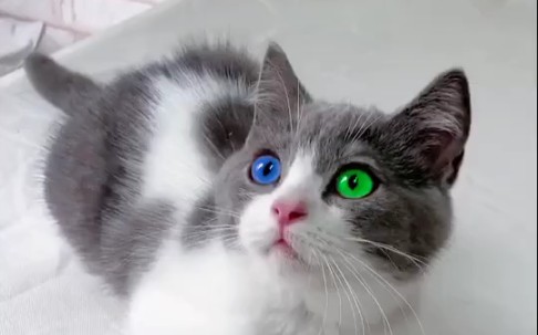 异瞳猫咪，漂亮吗