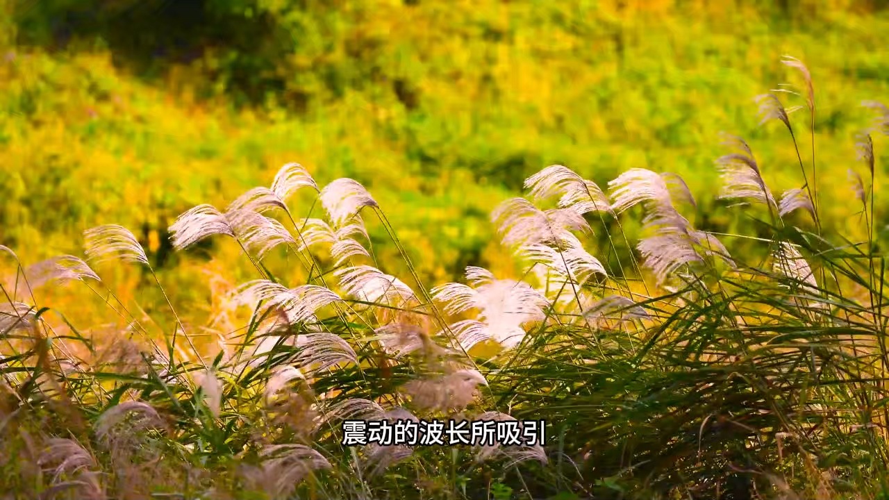 怎样才能在生活中快速提升我们的专注力呢？这可是一切修行的核心基础！当下无急事，当下无他事！