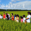 农耕之乐 劳作之美 育人之道—— 水稻的一生