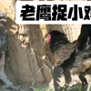 你一定没见过，现实版老鹰捉小鸡，鸡妈妈太勇敢了，给她点赞