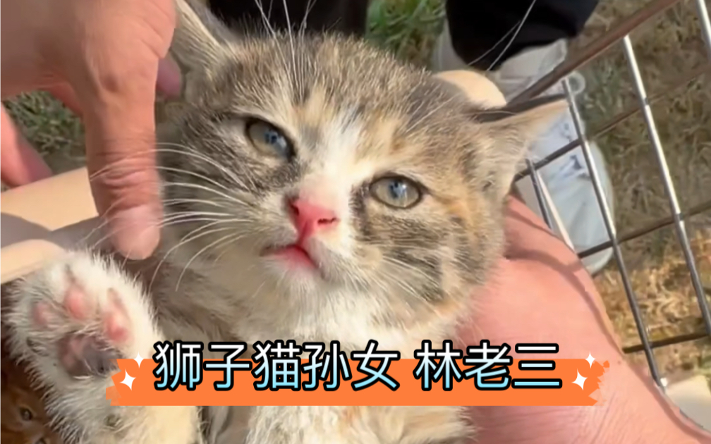 回访狮子猫的孙女 林老三 猫德学院林老师 猫德学院林老师 哔哩哔哩视频 4843