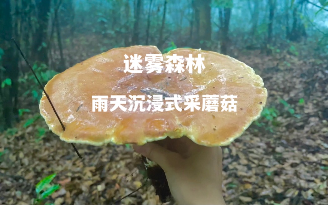 和我一起做个在下雨天采蘑菇的梦