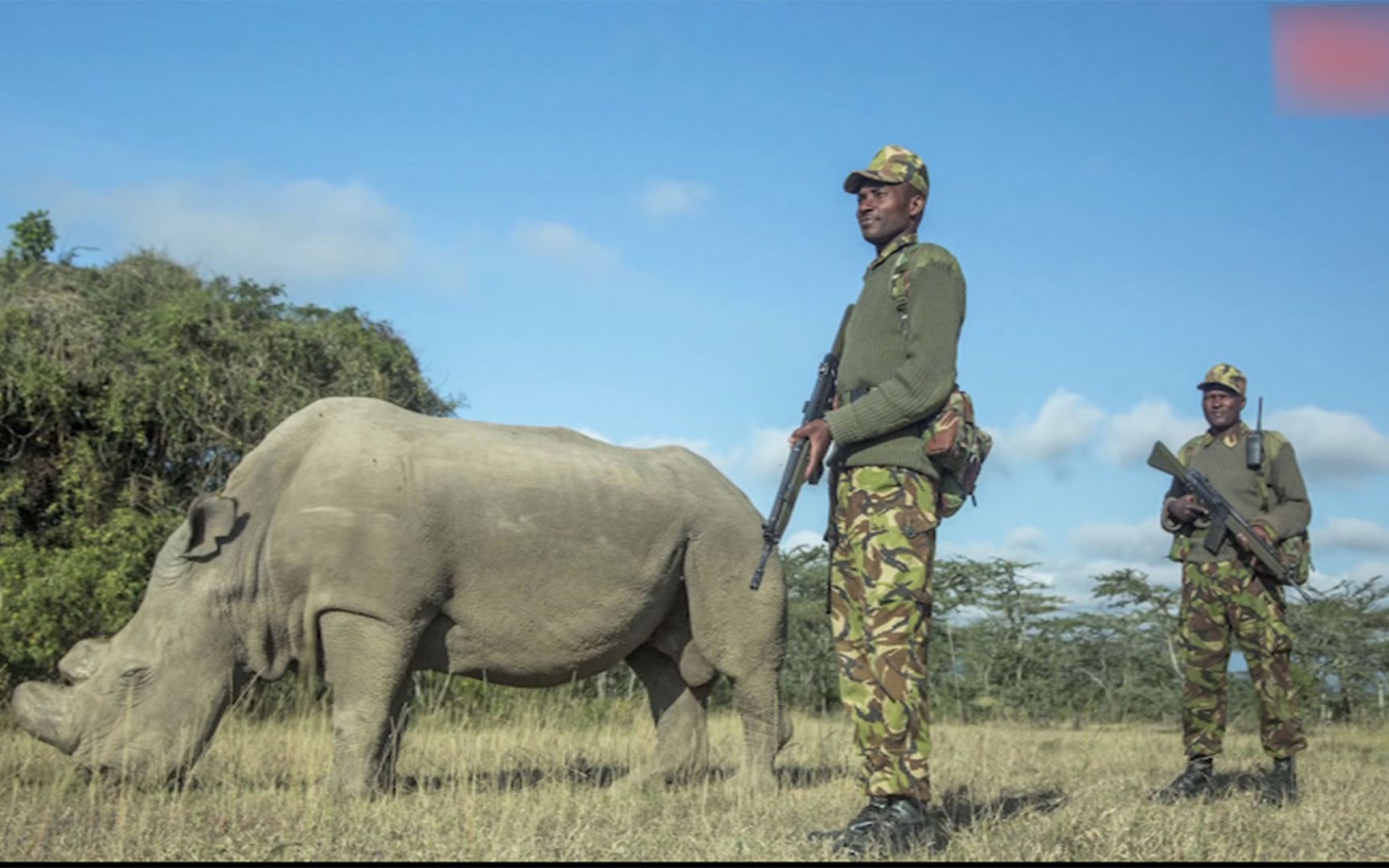 为保护世上最后一头白犀牛，该国派出一整只军队24小时全天候保护，安保级别堪比总统