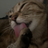 一镜到底 舔猫17分钟纯享版