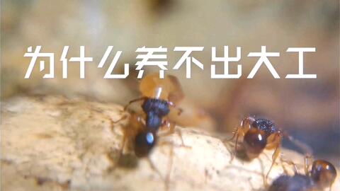 蚂蚁的英文怎样写 e3722b258e5719ec3f9df89a803f7d168eebc93d.jpg@480w_270h_1c