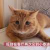 猫咪社恐现场