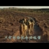 《沙漠骆驼》伴奏MV