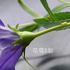 桔梗科-桔梗