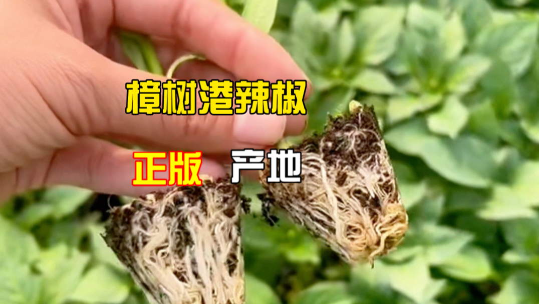 别再买黑绿“假壮苗”了！这种辣椒苗才是真的能种