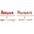 【搬运osmosis】Angina pectoris (stable, unstable, prinzmetal, va