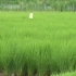 水稻田采用稻鱼稻鸭共生模式，生态循环种养，如何提质增效？