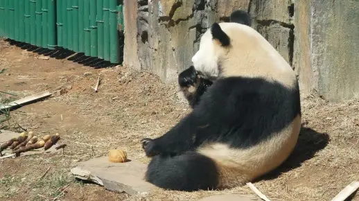 【大熊猫妙音】妙音的午饭时间