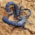 【蝎子】毛里塔尼亚杀人蝎（Androctonus mauritanicus）的雄性间交配