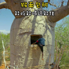猴面包树：一树在手，应有尽有，全家不愁吃喝住