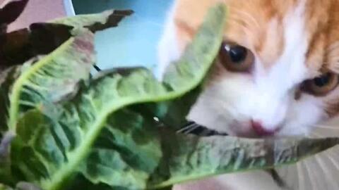 e3f4a6c9a3302be0ea6872a9ea307ca784f21ee2.jpg@480w_270h_1c